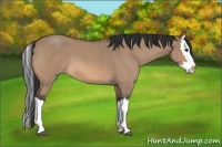 Horse Color:Bay Roan Dun Splash 