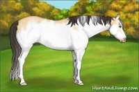 Horse Color:Buckskin Roan Dun Splash Frame Rabicano 