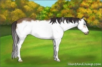 Horse Color:Buckskin Splash Frame 