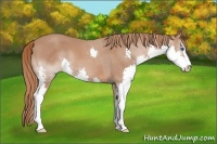 Horse Color:Chestnut Sabino Splash 