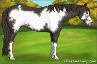 Horse Color:Liver Chestnut Frame Appaloosa 