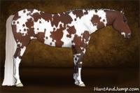 Horse Color:White Spotted Silver Brown
