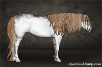 Horse Color:White Spotted Liver Chestnut Frame 