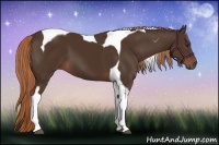 Horse Color:Liver Chestnut Tobiano 