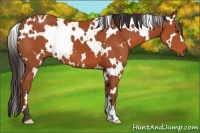 Horse Color:White Spotted Bay 