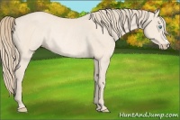Horse Color:Perlino Rabicano