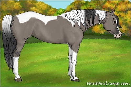 Horse Color: Grullo Splash Tobiano 