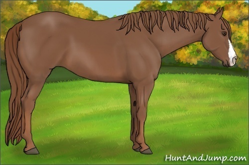 Horse Color: Chestnut 