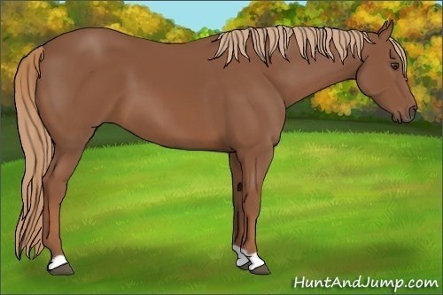 Horse Color: Chestnut 