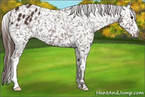 Horse Color: Liver Chestnut Blanket 