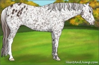 Horse Color:Liver Chestnut Appaloosa 