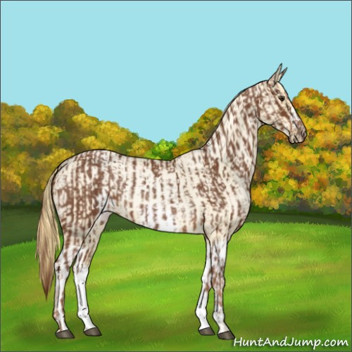 Horse Color:Chestnut and Buckskin Roan Pearl
