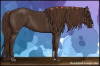 Horse Color:Liver Chestnut Sabino 