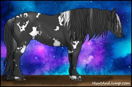 Horse Color: White Spotted Black 