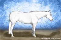 Horse Color:White Spotted Palomino Near Leopard 