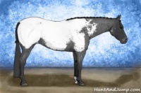 Horse Color:Blue Roan Snowcap 