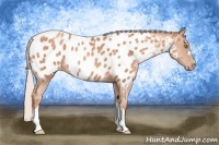 Horse Color:Silver Sable Champagne Appaloosa 