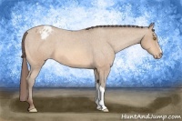 Horse Color:Amber Champagne Appaloosa 