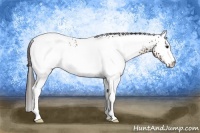 Horse Color:White Spotted Bay Appaloosa 