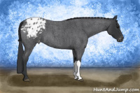 Horse Color:Blue Roan Appaloosa 