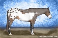 Horse Color:Brown Roan Frame Appaloosa