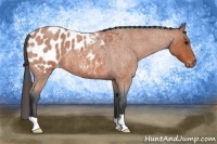 Horse Color:Bay Roan Appaloosa 