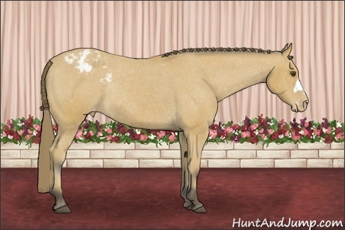 Horse Color: Buckskin Varnish Rabicano 