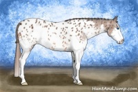 Horse Color:Bay Splash Appaloosa 