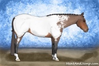 Horse Color:Bay Appaloosa 