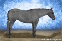 Horse Color:Blue Roan Snowcap Rabicano 