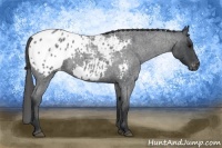 Horse Color:Blue Roan Appaloosa Rabicano 