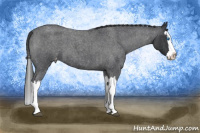 Horse Color:Blue Roan Splash Appaloosa 