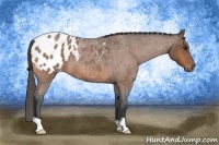 Horse Color:Bay Roan Appaloosa 