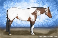 Horse Color:Bay Appaloosa 