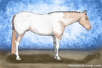 Horse Color:Gold Champagne Tobiano Snowcap 