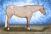 Horse Color:Silver Bay Roan Appaloosa 