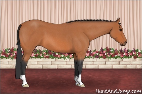 Horse Color: Bay Roan 