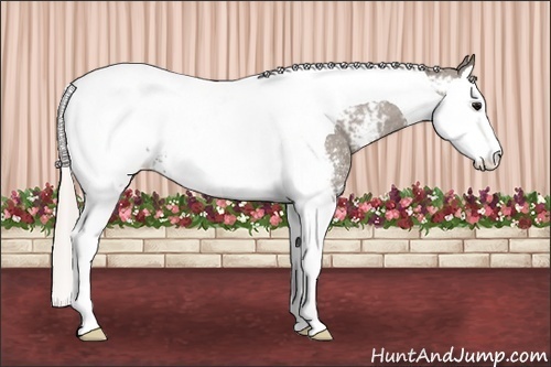 Horse Color: White Spotted Silver Grullo Splash Tobiano Near Fewspot 