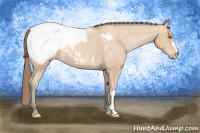 Horse Color:Amber Champagne Appaloosa 