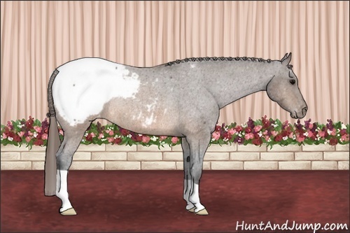 Horse Color: Brown Roan Snowcap Rabicano 