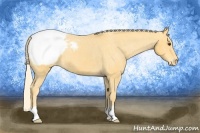 Horse Color:Palomino Snowcap 