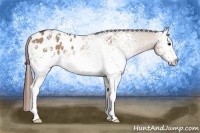Horse Color:White Spotted Bay Dun Appaloosa 