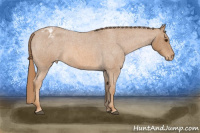 Horse Color:Red Roan Appaloosa Rabicano 