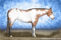 Horse Color:Bay Roan Frame Appaloosa 