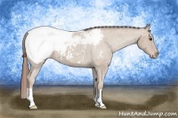Horse Color:Classic Champagne Roan Appaloosa 