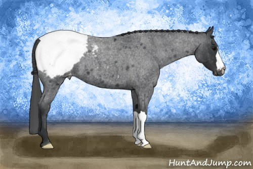 Horse Color: Blue Roan Snowcap 