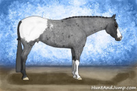 Horse Color:Blue Roan Snowcap 