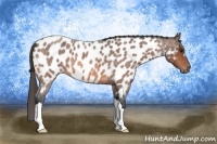 Horse Color:Bay Roan Appaloosa