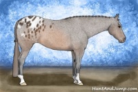 Horse Color:Brown Appaloosa 