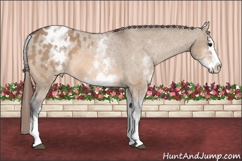 Horse Color: White Spotted Bay Dun Splash Varnish 